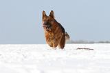 BERGER ALLEMAND 453